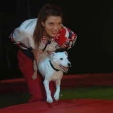 Daniel et les superdogs