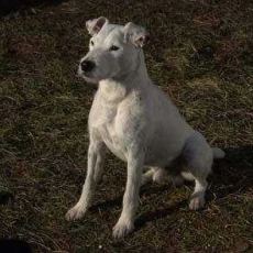 Daniel et les superdogs