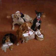 Daniel et les superdogs