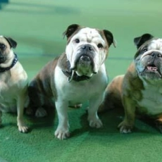 Daniel et les superdogs