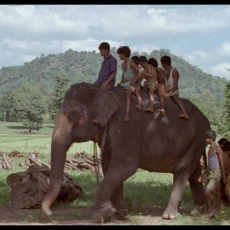 Hathi
