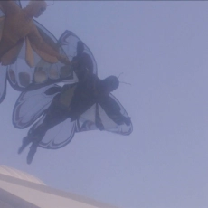 The Great Land of Small