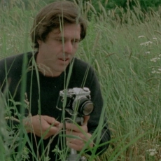 Les fleurs sauvages